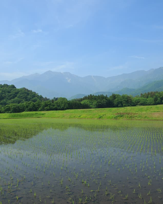 七賢酒米田